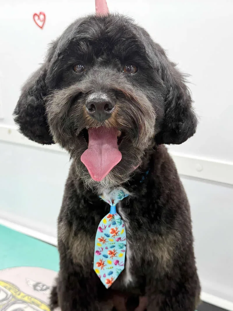 Grooming dog 2