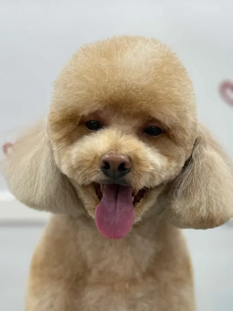 Dog getting a full groom haircut