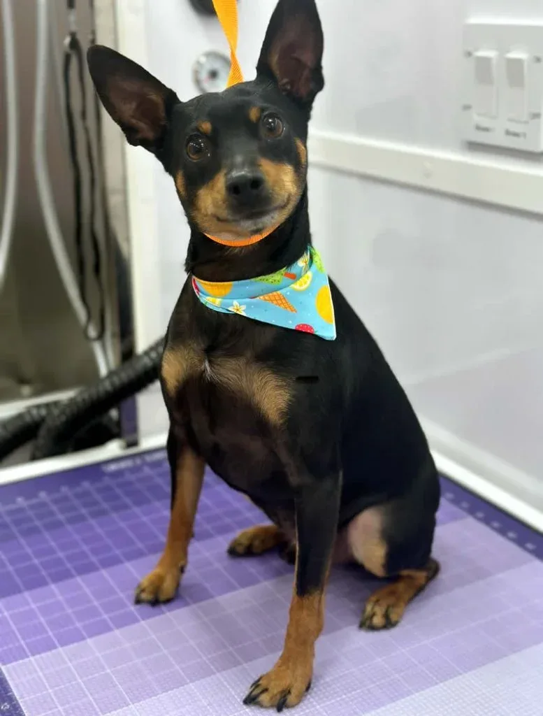 Rocco - Miniature Pinscher