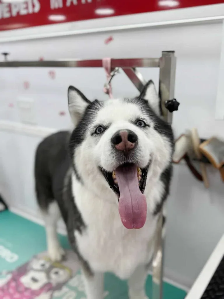 Shae - Husky
