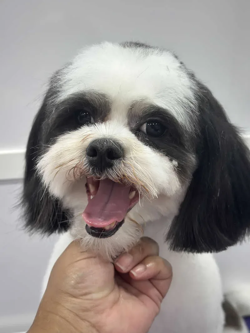 Coconut - Shih Tzu