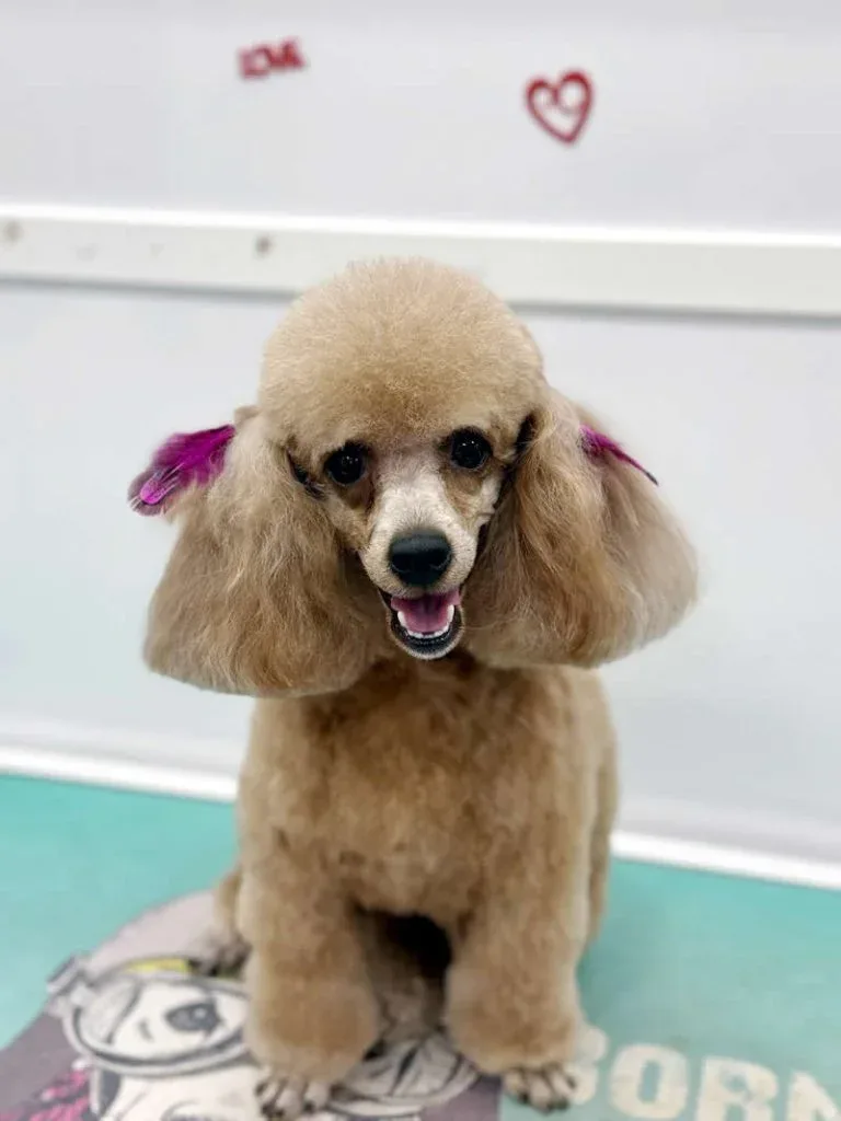 Un resultado de peluquería precioso