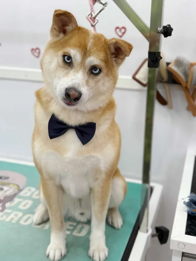 Grooming dog 3