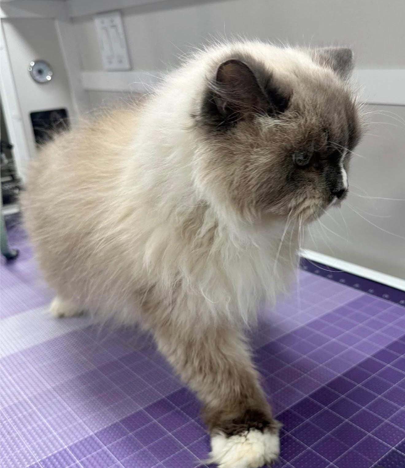 Before Grooming