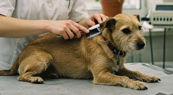 BEAUTIFUL FULL GROOM